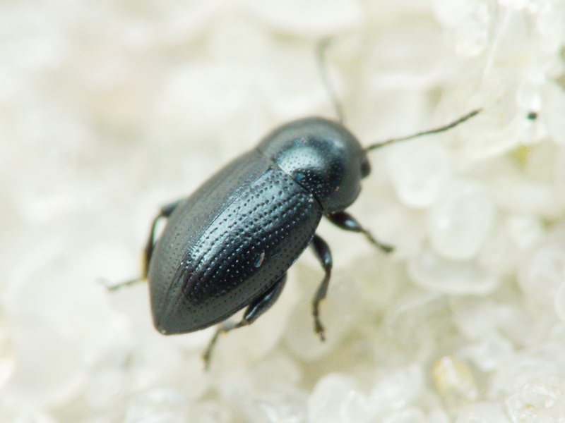 Chaetocnema compressa (Letzner, 1846)